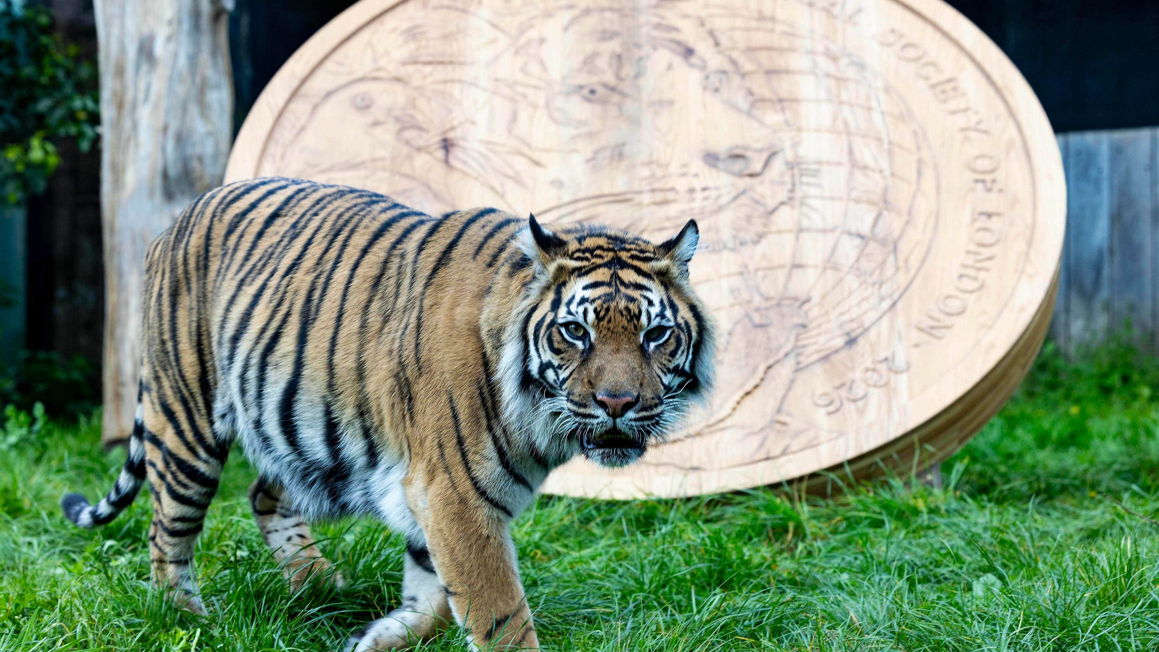 Roarsome: Giant replica coin unveiled at London Zoo to mark 200 years of ZSL