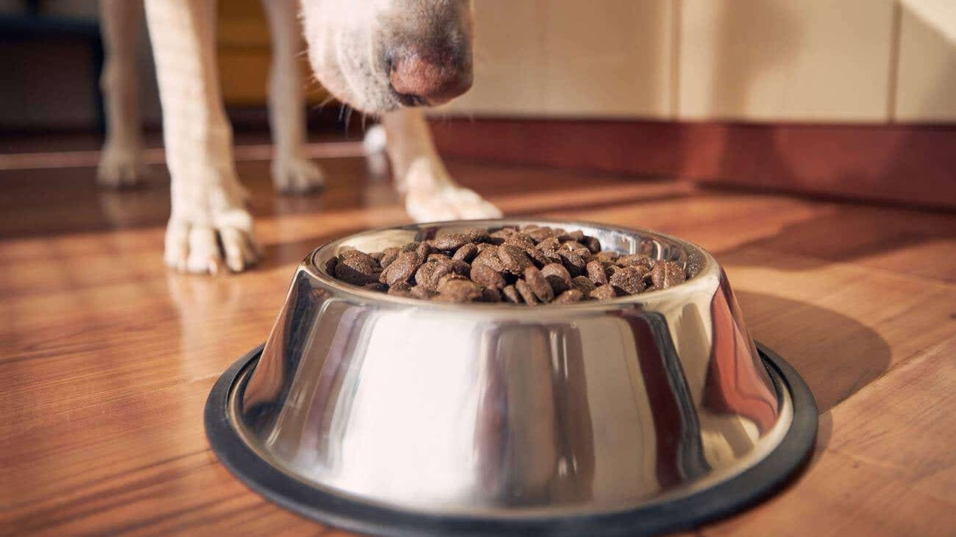 Dog food brand says independent investigation finds no link to pets’ eye problems