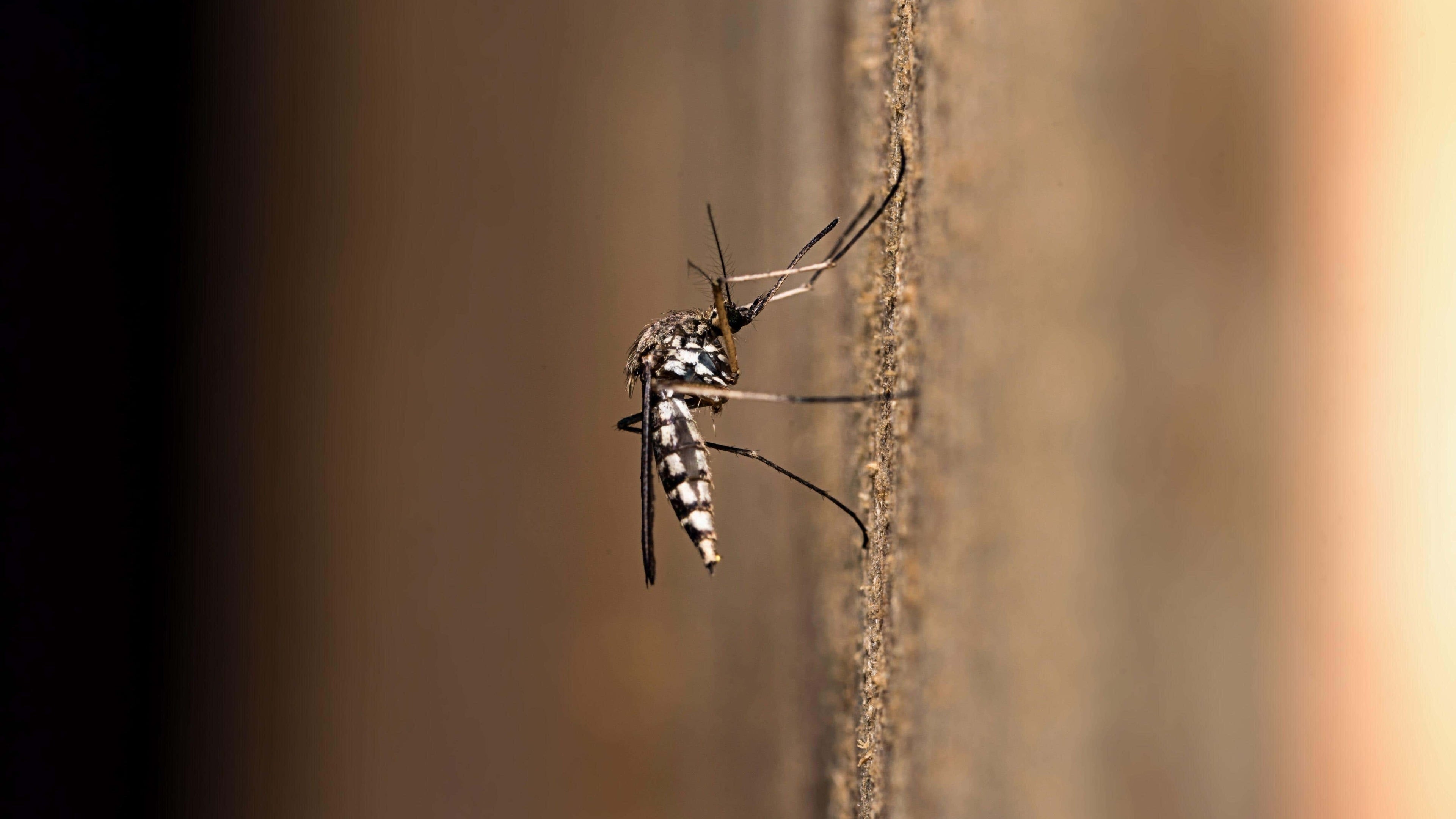 Trendy mosquito repellents protected volunteers for under three minutes – Which?