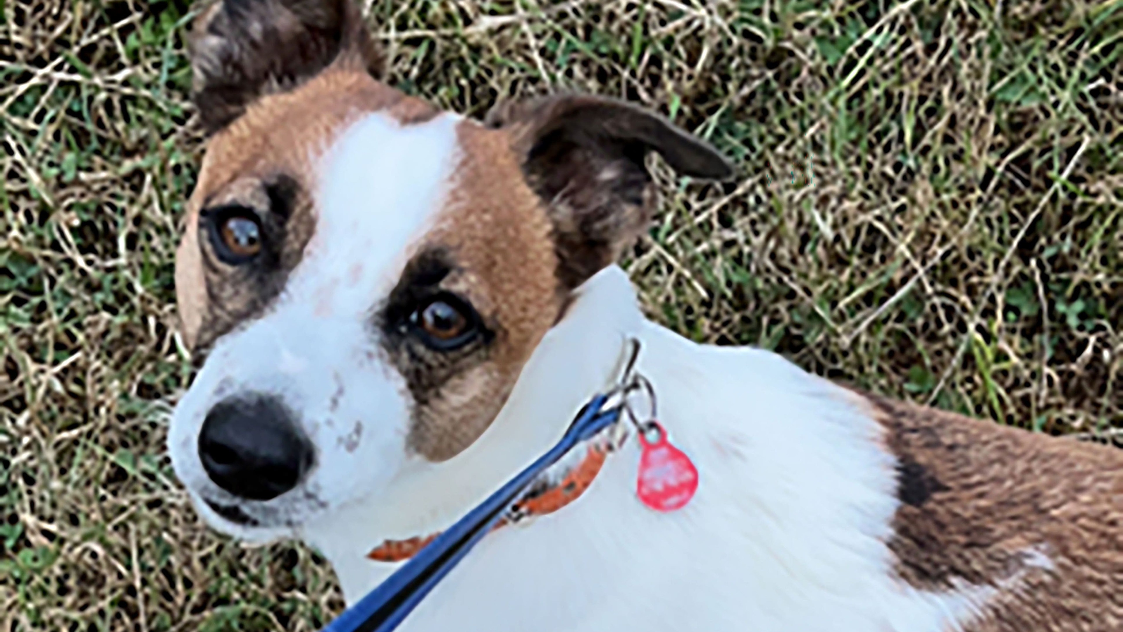 Four dogs stolen every day across UK last year, police figures suggest