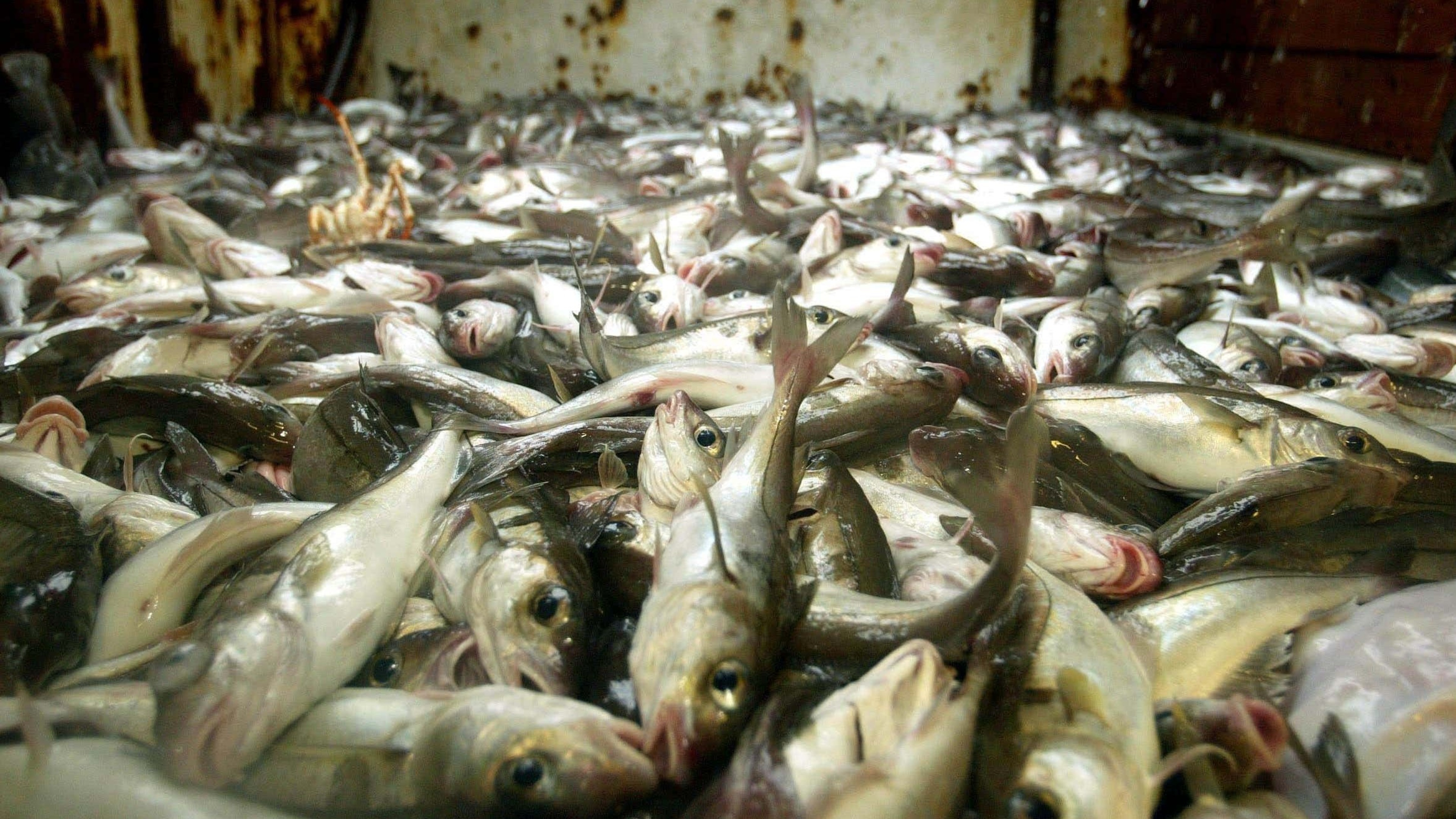 Some hake and coley stocks suffering from population decline, consumers warned