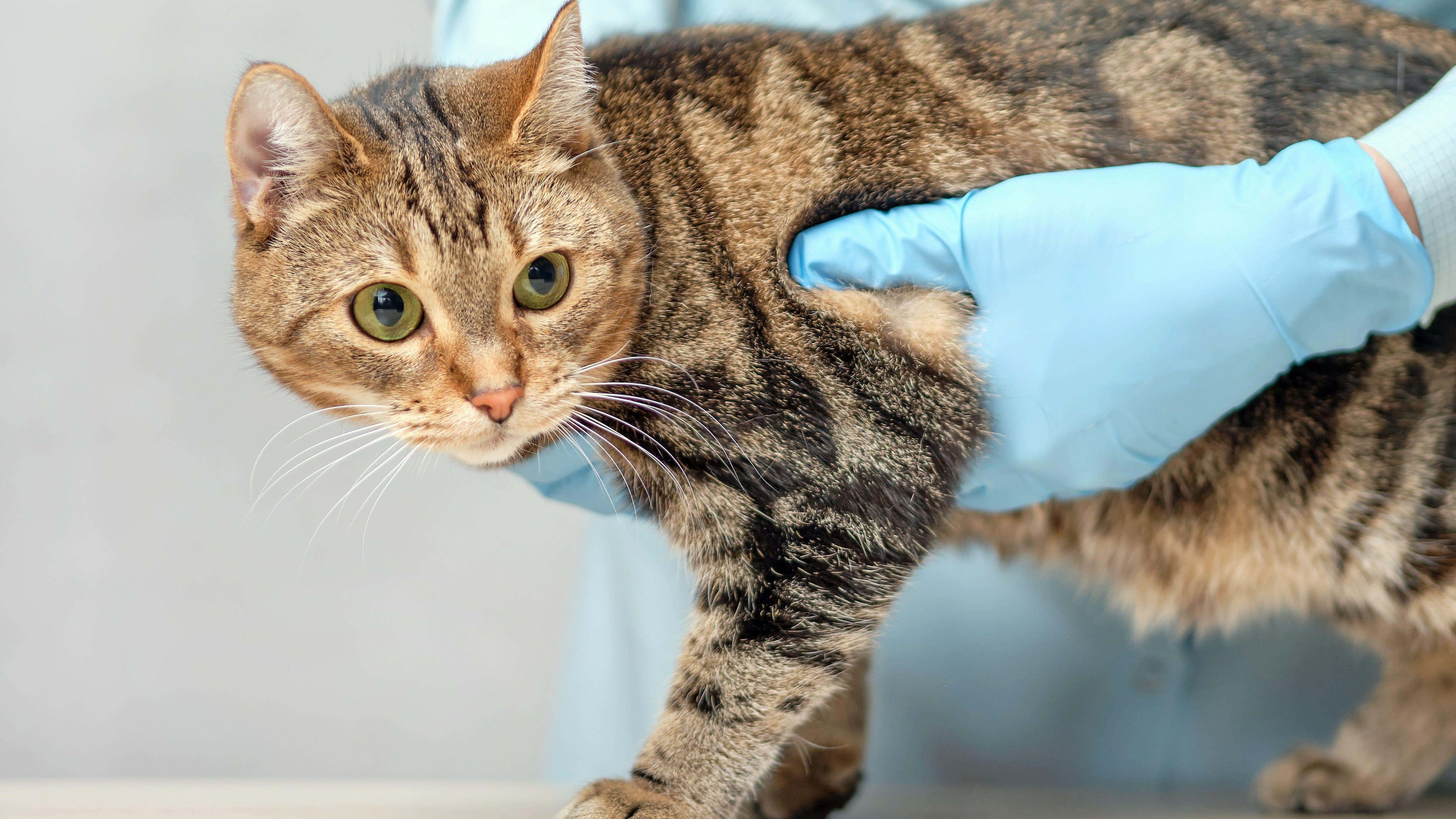 CMA orders clearer vet pricing rules to become legally binding by December