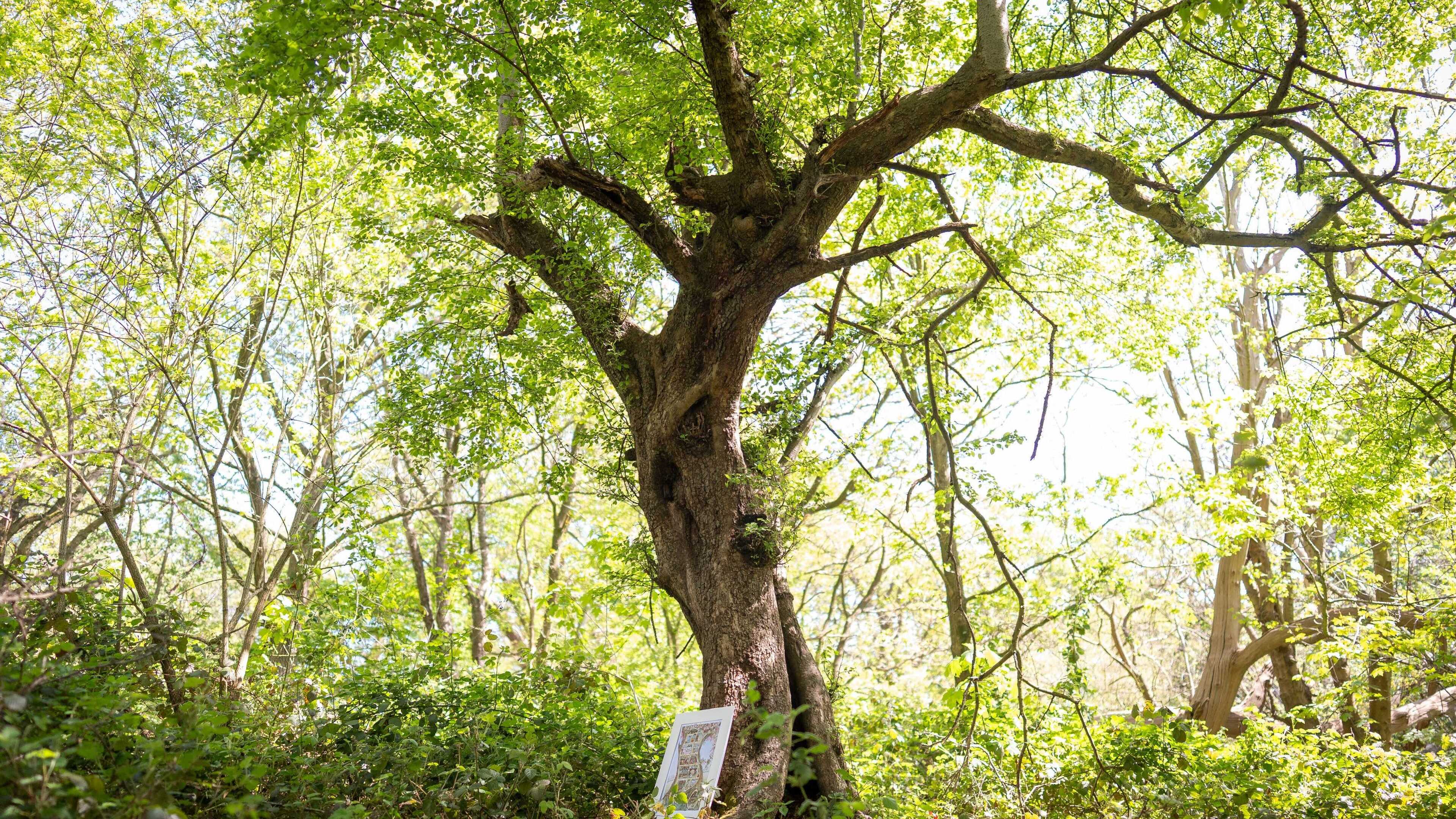 Ancient tree which inspired Brambly Hedge cottage discovered in Epping Forest