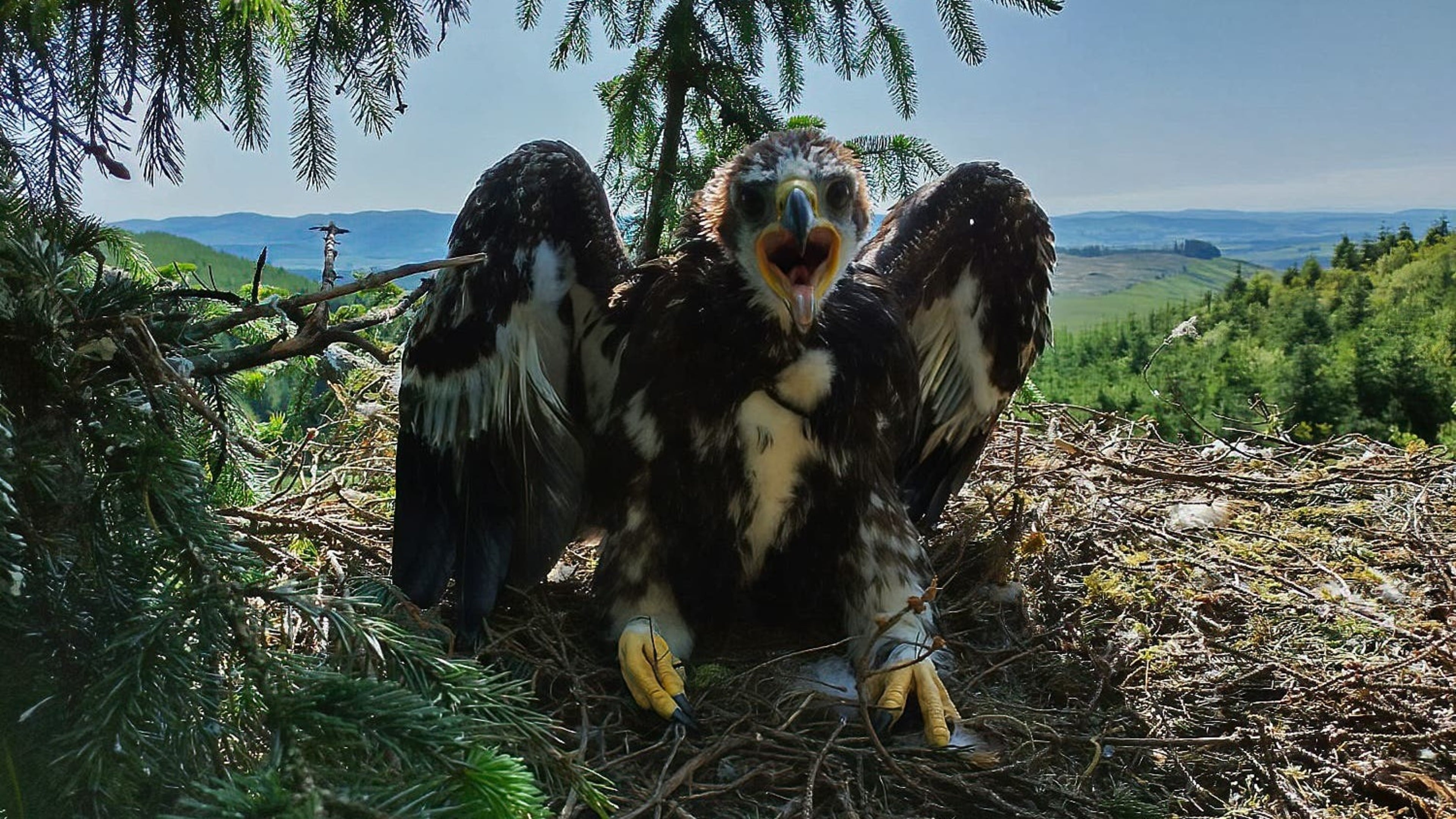 Judi Dench and Sam Heughan help name fledgling eagles in conservation project
