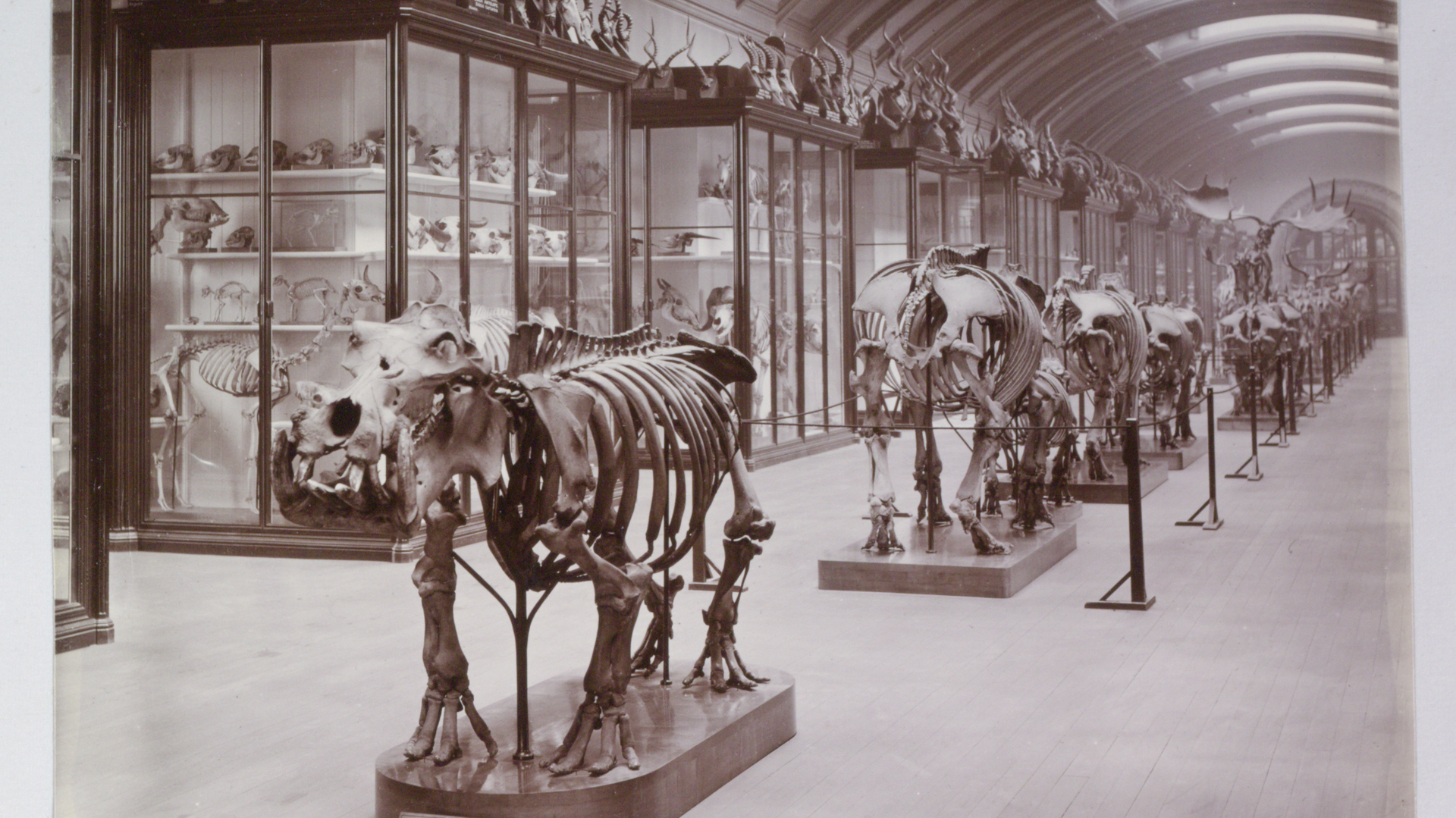 natural-history-museum-to-reopen-hidden-gallery-closed-since-second