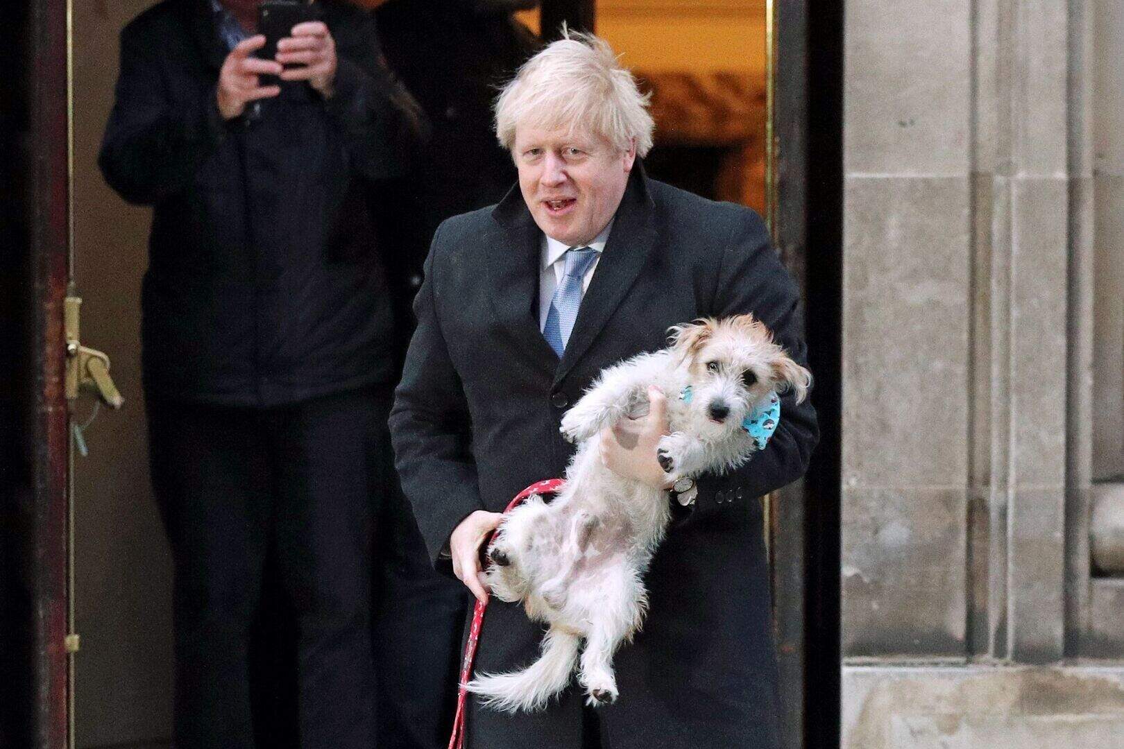 Surge in popularity for native dog breeds in build-up to Brexit ...