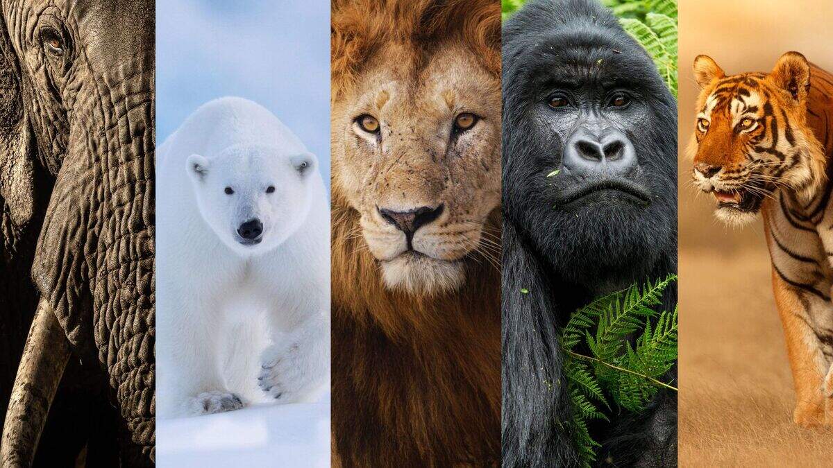 New ‘Big Five’ animals of wildlife photography revealed after global ...
