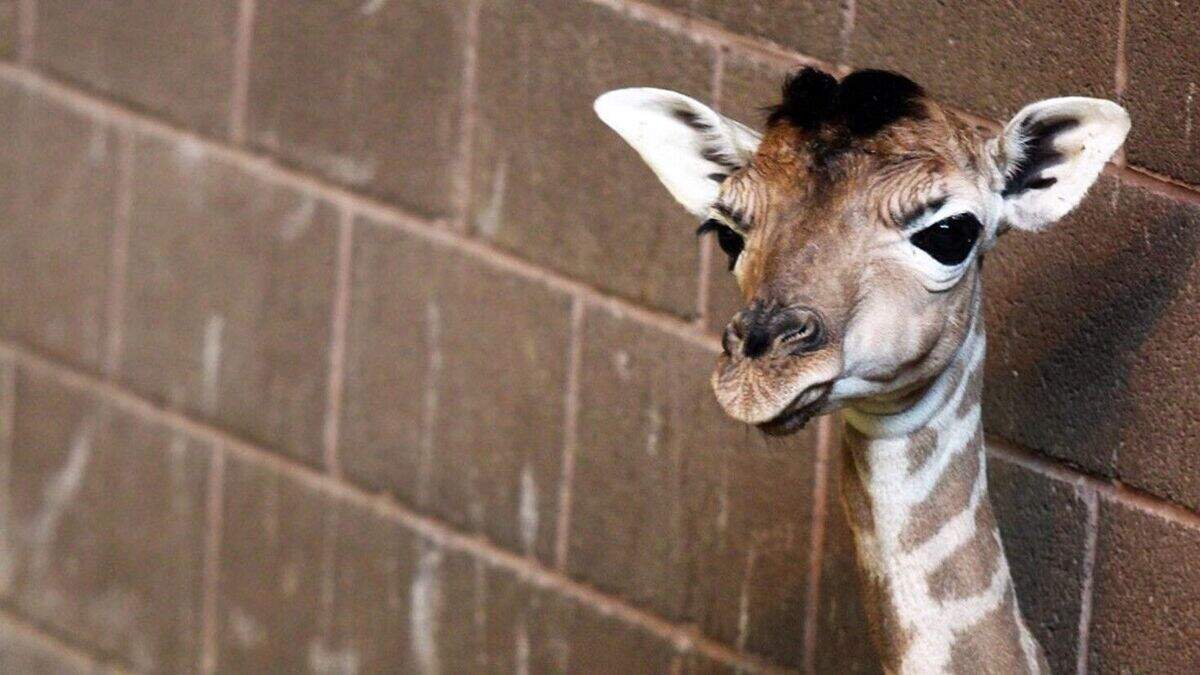 Zoo mourns death of giraffe calf | Belfast Telegraph