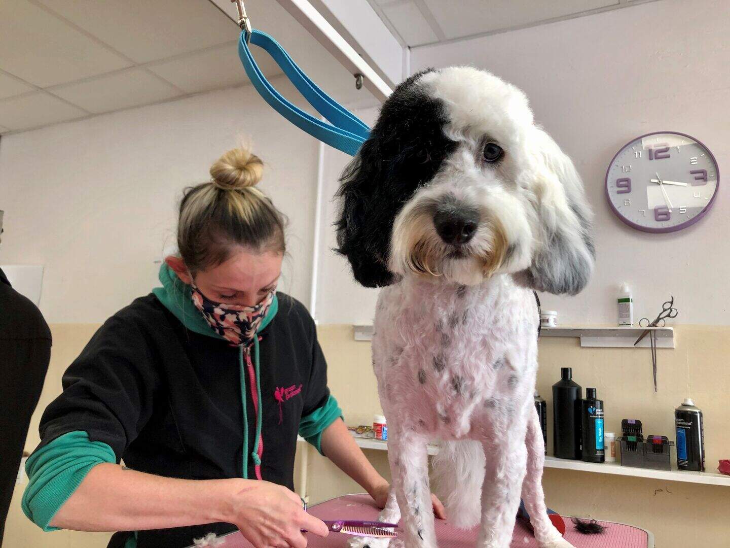 Dogs shorn of lockdown locks as groomers resume business | Belfast ...
