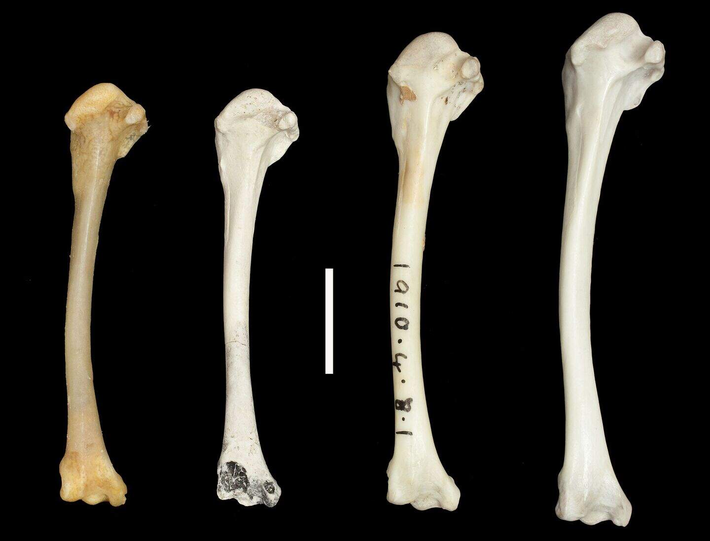 Extinct flightless bird ‘comes back to life after evolving for second ...