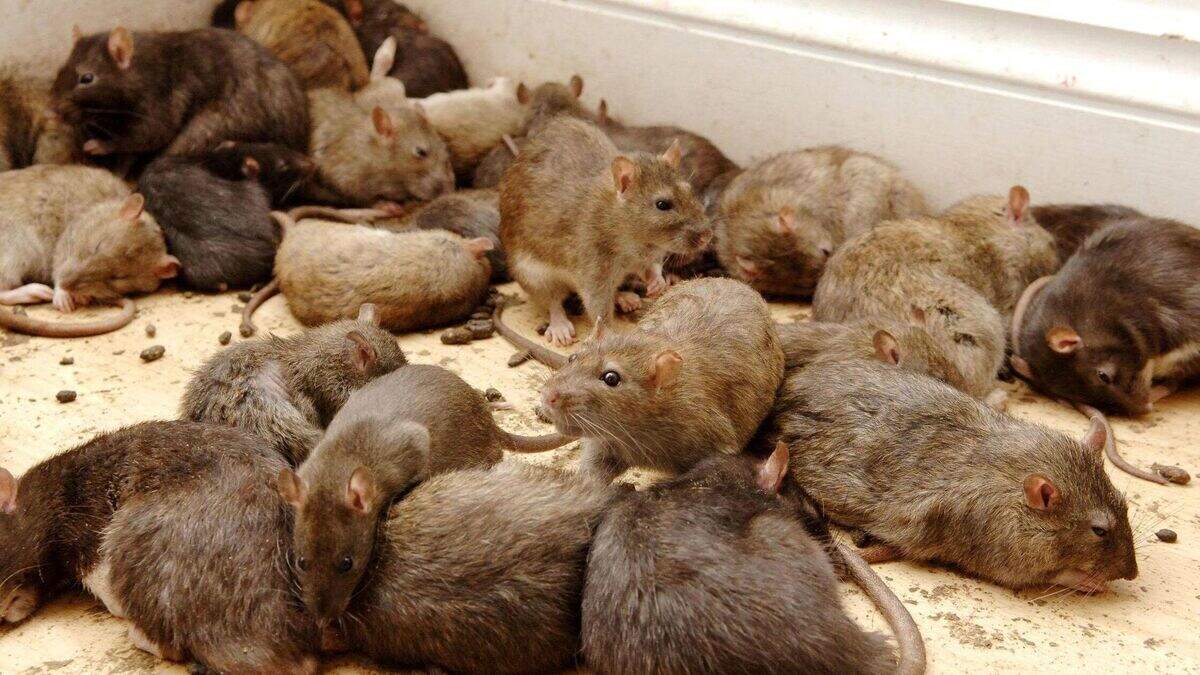 Rats branded ‘enemies of public health’ as MPs consider ban on glue ...