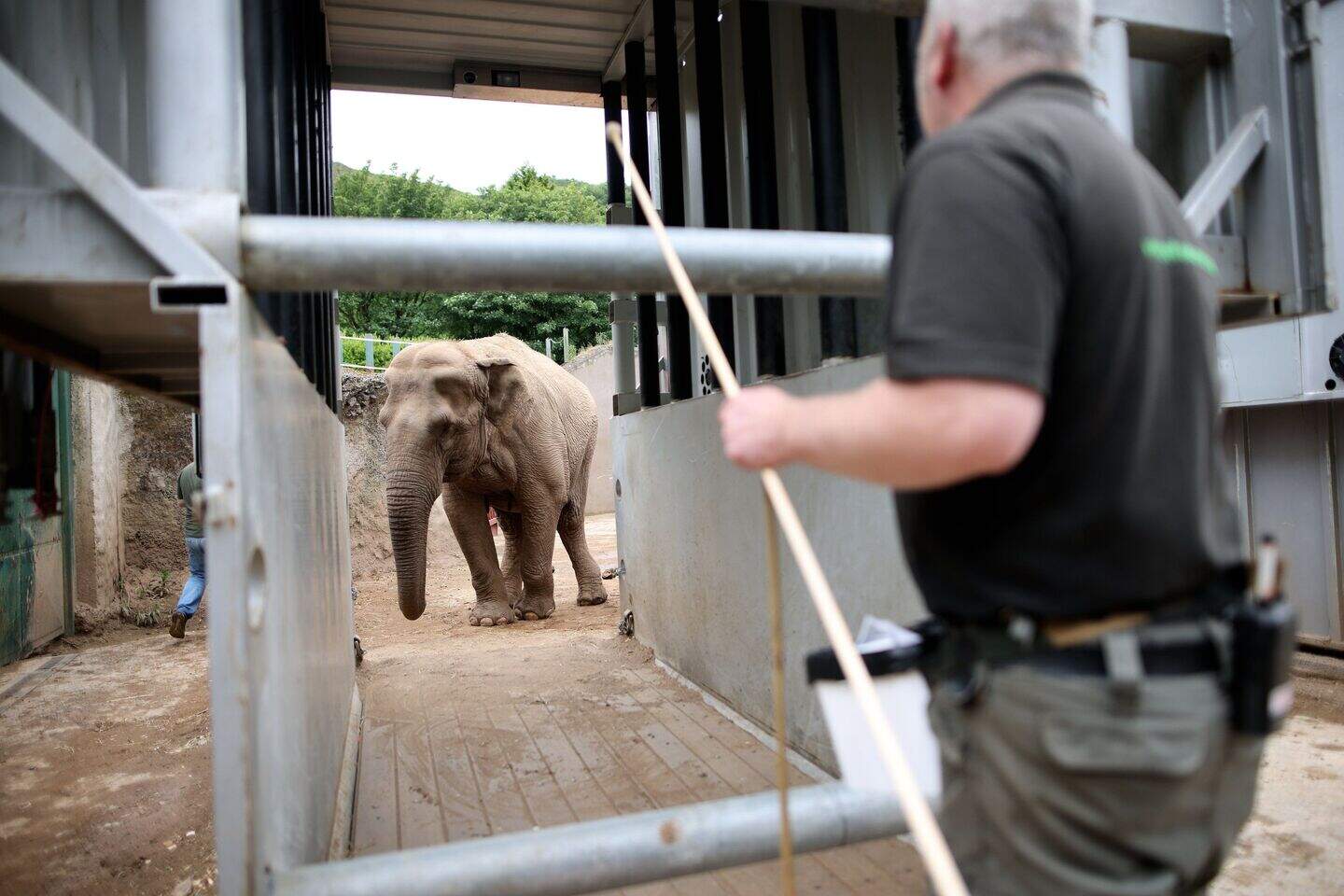 Belfast Zoo’s fond farewell as elephants pack their trunks for ...