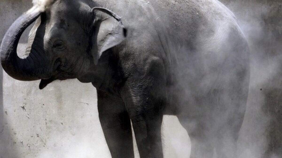 Worst year in decades for elephants | Belfast Telegraph