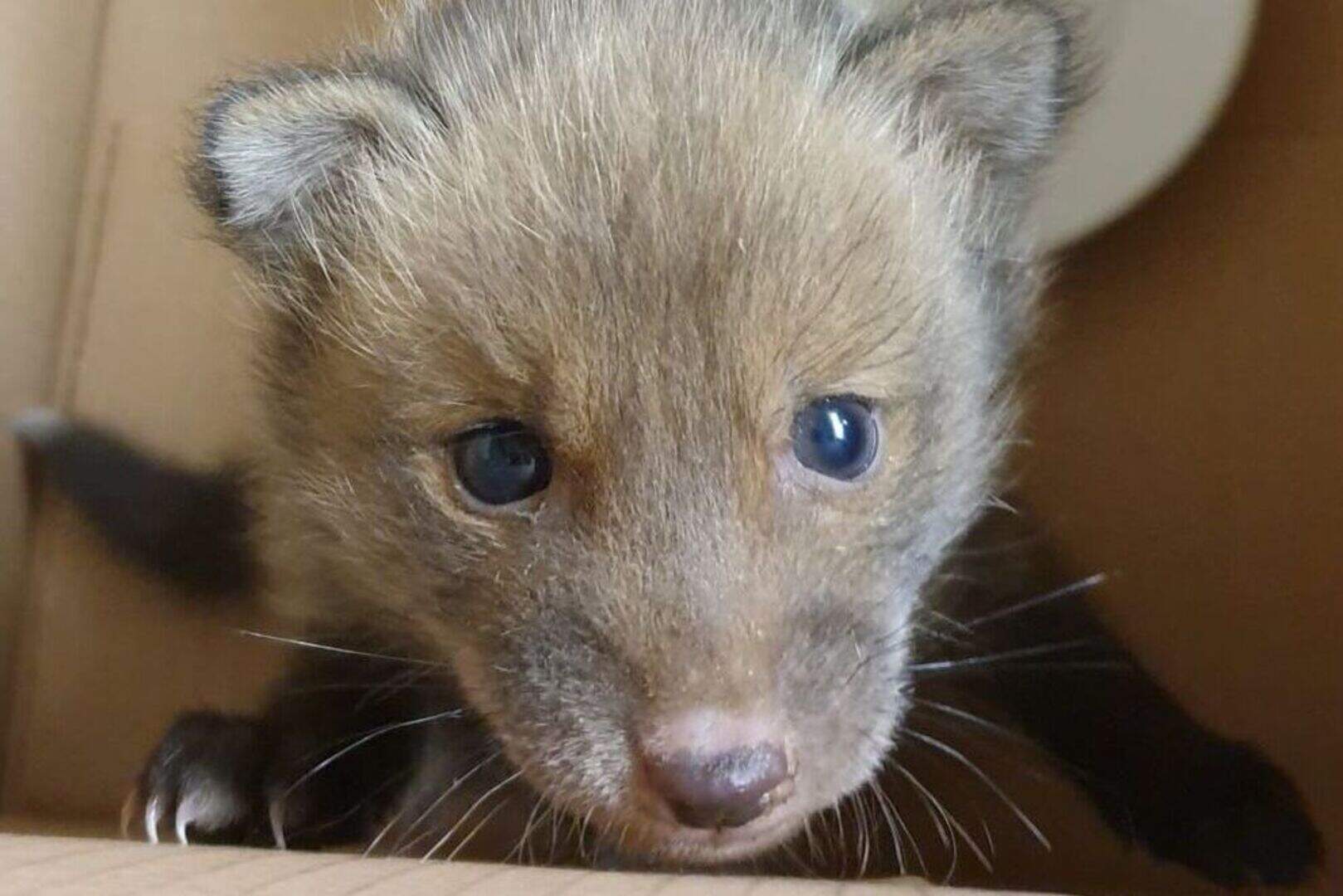 Ian the baby fox rescued by firefighters after getting stuck in wall ...