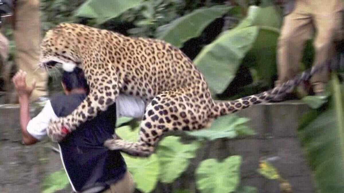 Dramatic pictures capture leopard attack which leaves 11 injured in ...