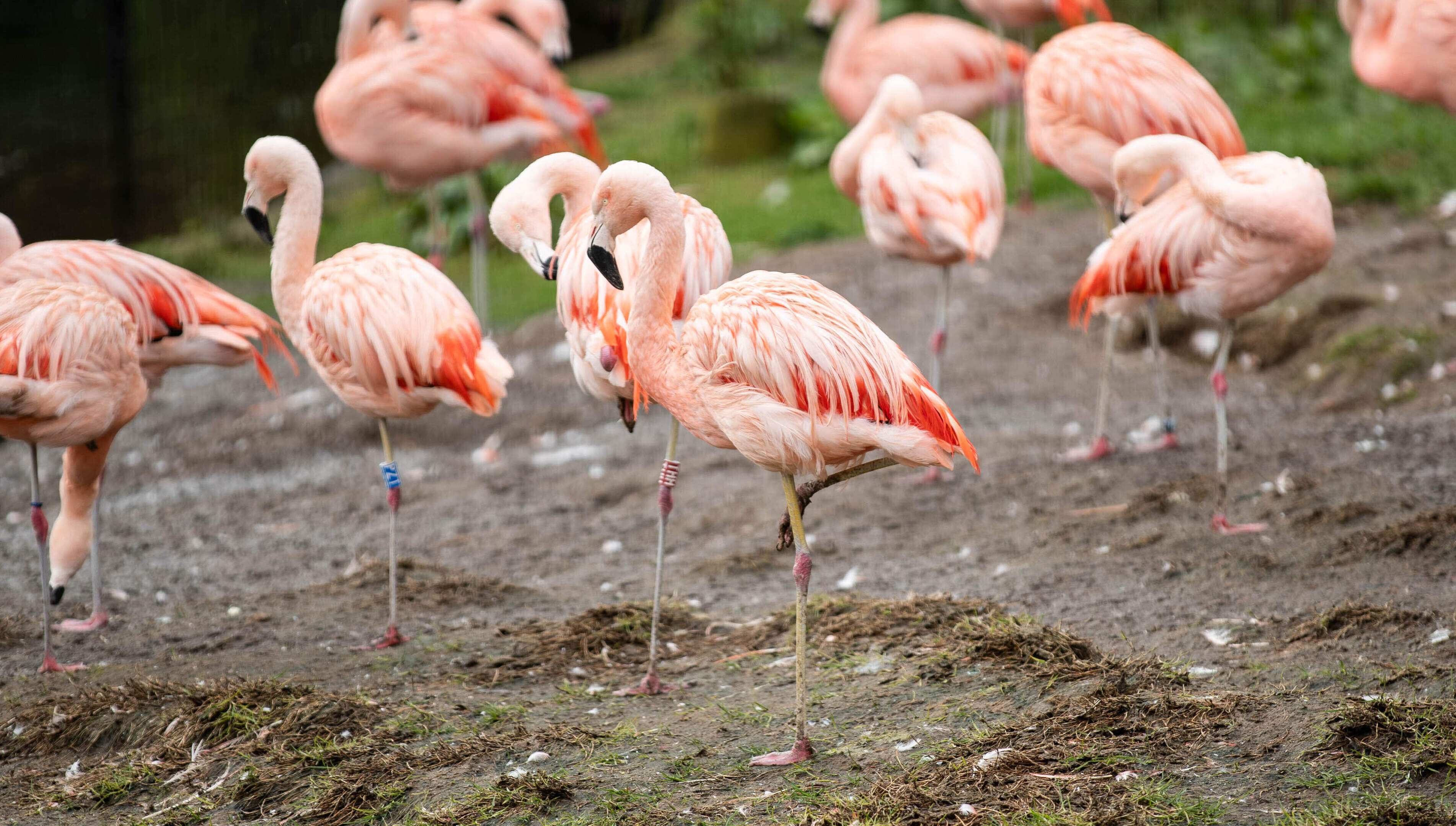 Concern as number of animal deaths in Belfast Zoo rises by 40% in two years