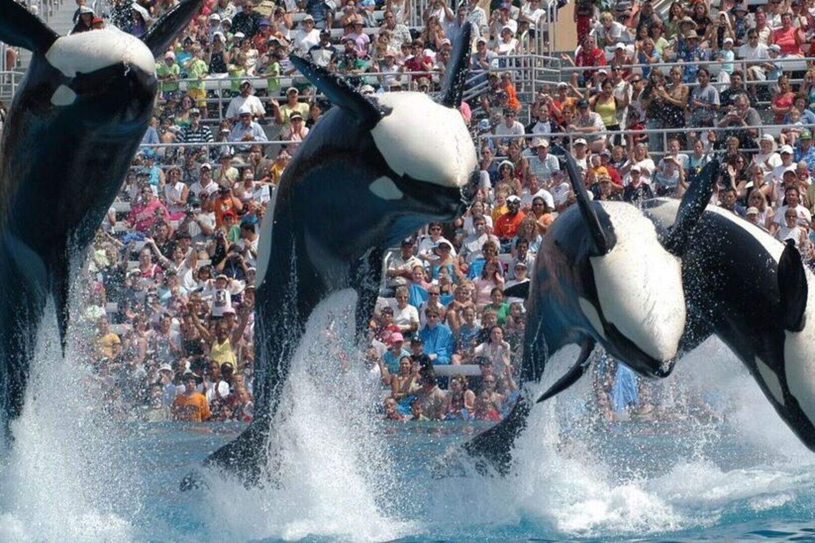 SeaWorld faces damning animal welfare lawsuit: 'Drugged, sunburnt ...