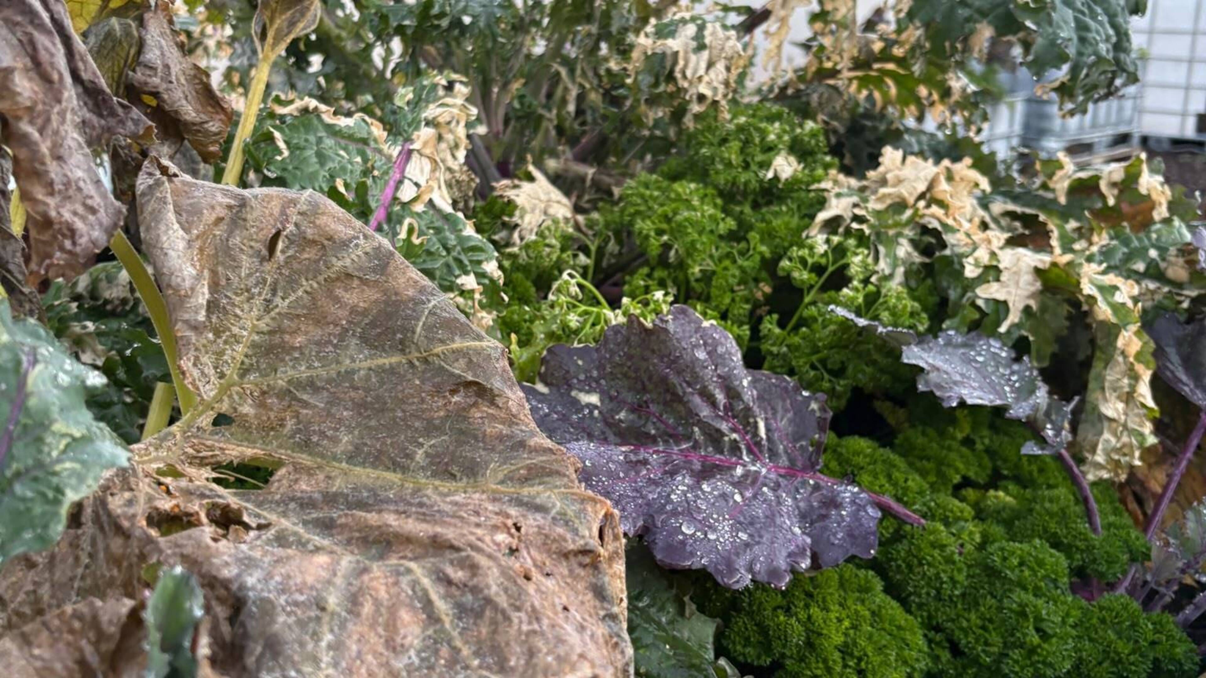 Community garden hit by poisoning and vandalism in South Belfast