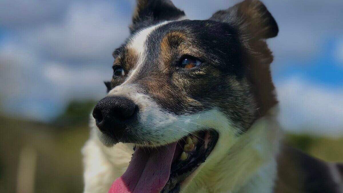 Streamvale farm ‘heartbroken’ after ‘beloved’ dog Pip dies | Belfast ...