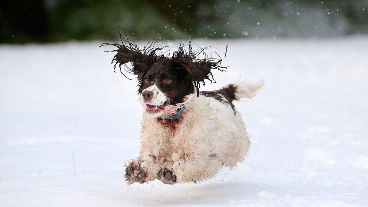 Northern Ireland snow: Met Office issues yellow warning for snow and ...