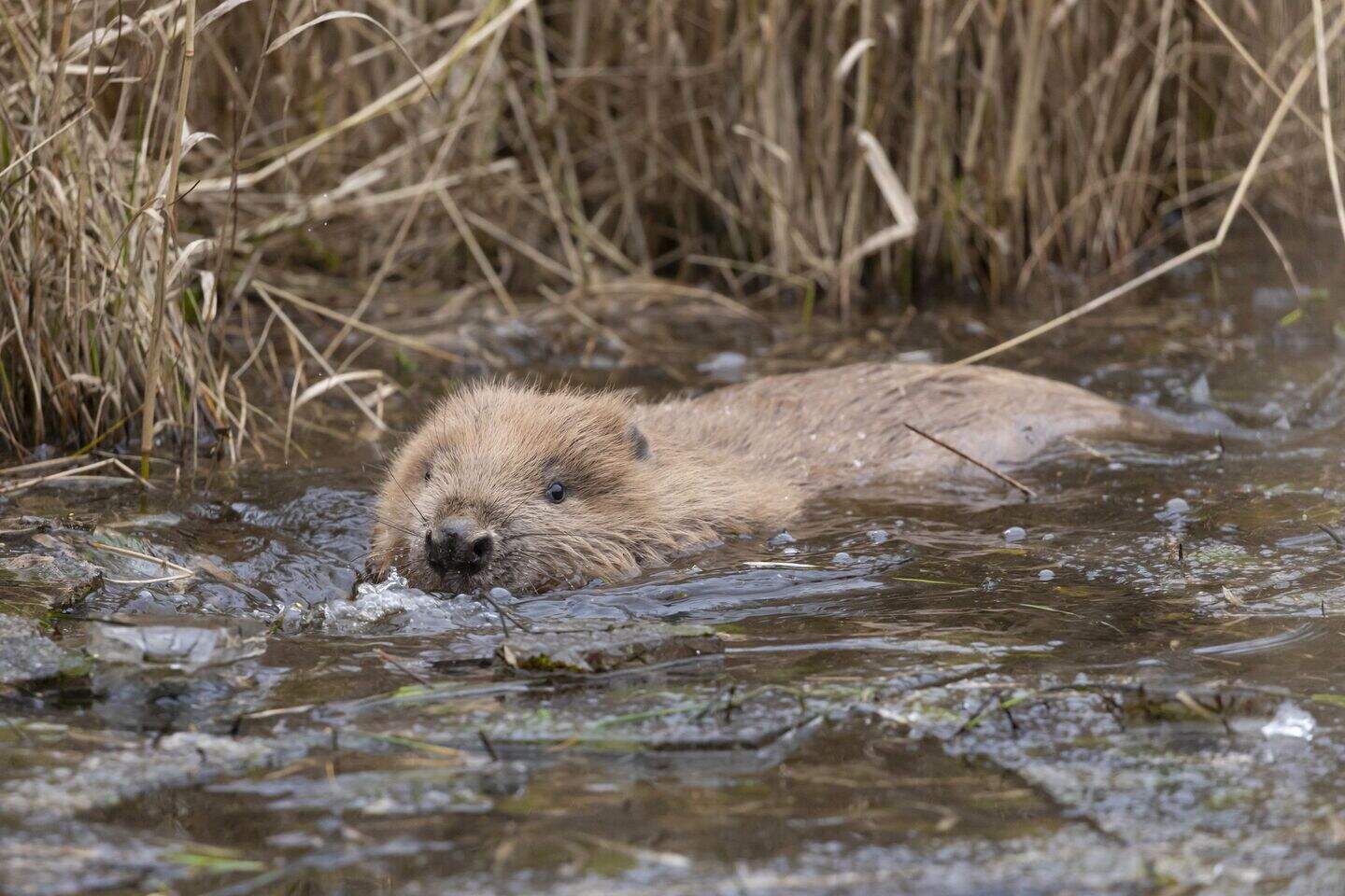 Beavers saved from culling relocated to family farm in ‘groundbreaking ...