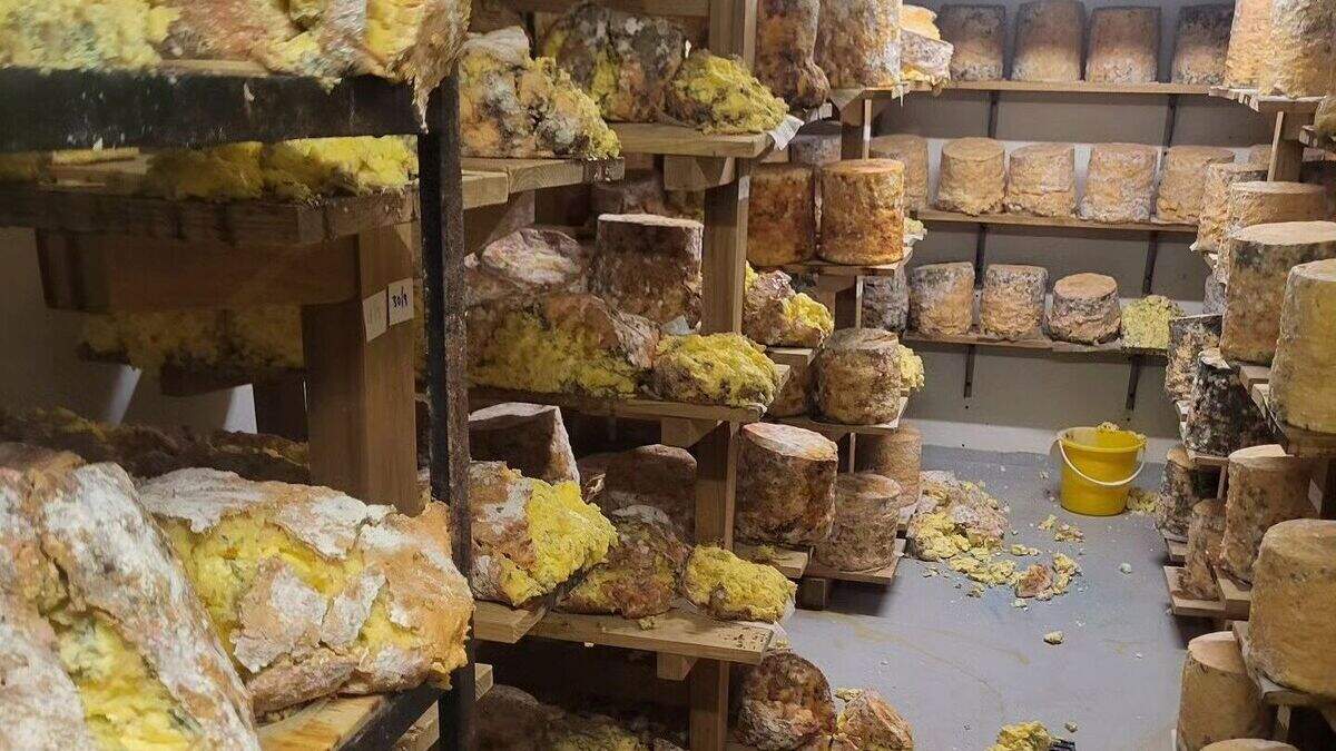 Belfast cheesemonger inundated with support after refrigeration failure ...