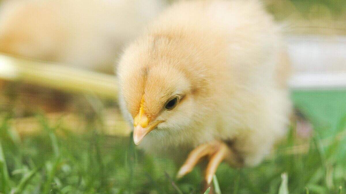 Chicks born with ability to avoid different dangers, study suggests ...