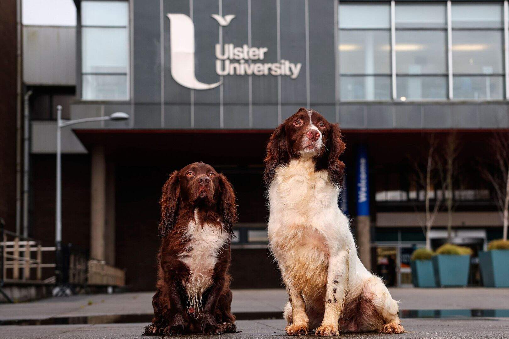 Vet nursing first for NI as Ulster University set to launch two new ...