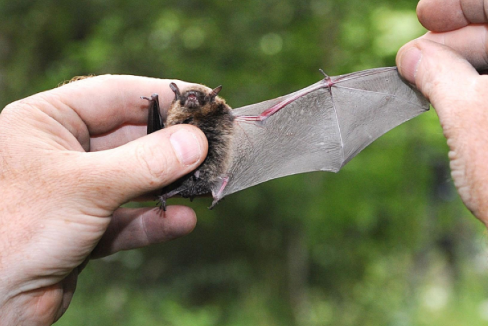 ‘Bats have greater range than Mariah Carey and growl like death metal ...