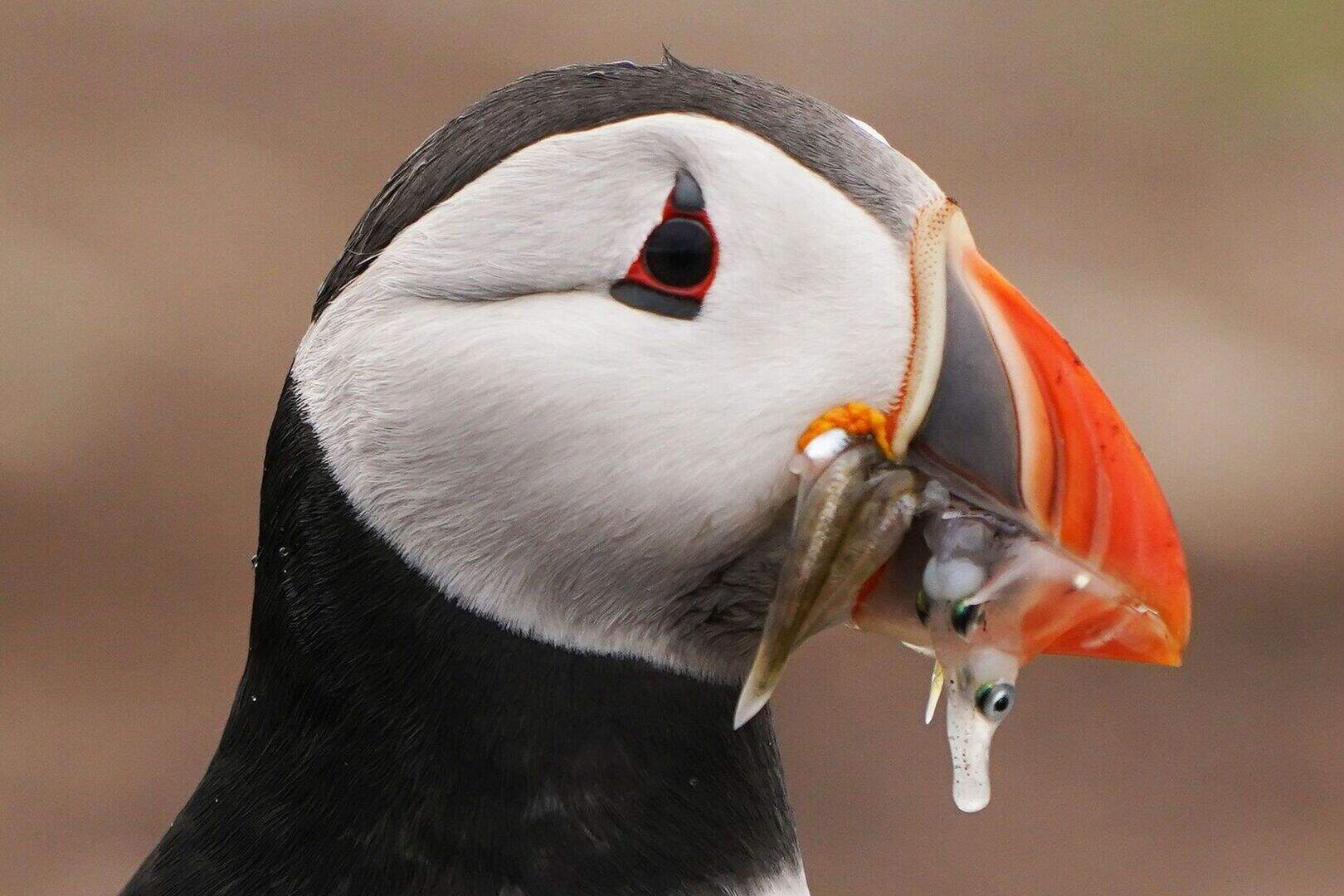 Climate change threatens almost 70% of puffins’ nesting sites ...