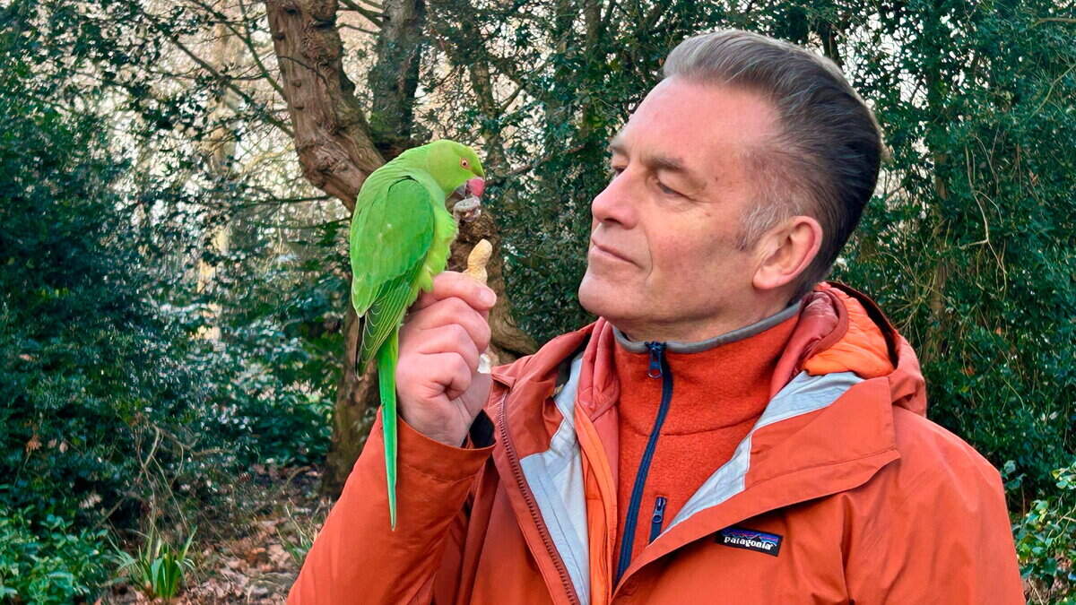 It’s not easy being green even if you are a squawk and roll star