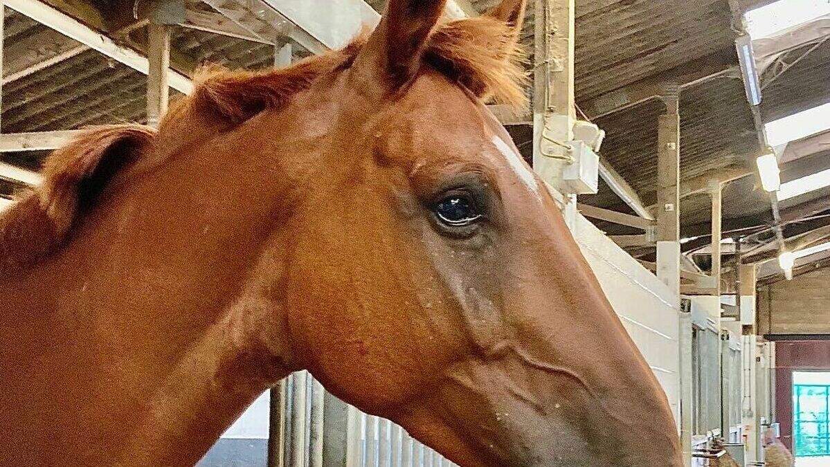 Police horse dies months after suffering serious injuries in car crash ...