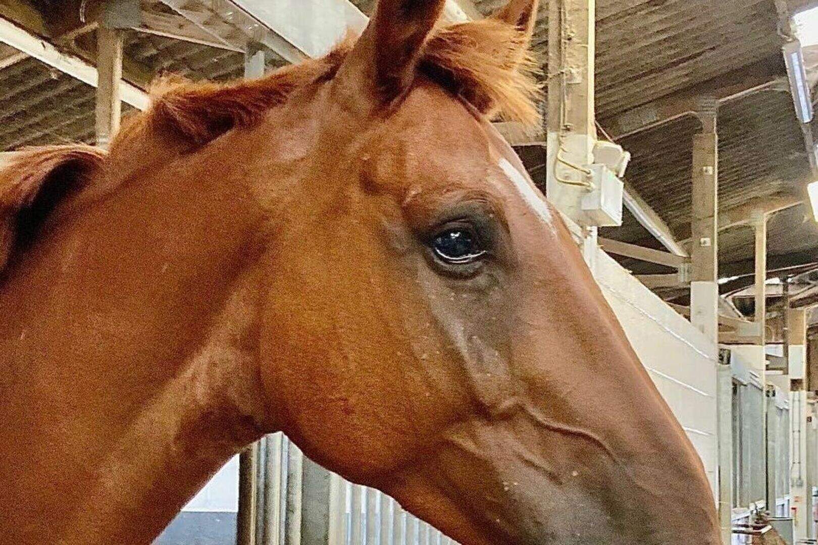 Police horse dies months after suffering serious injuries in car crash ...