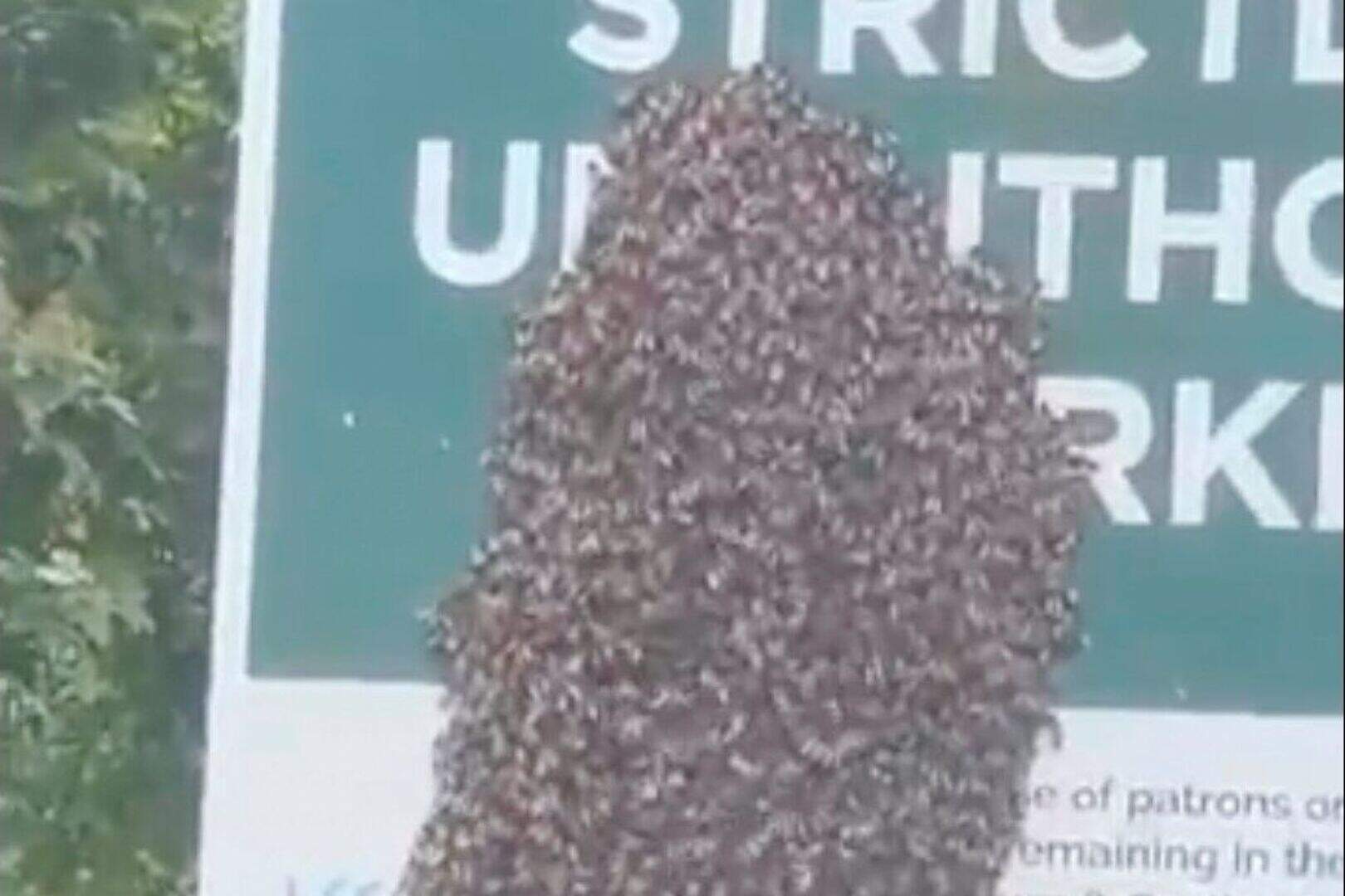 Moira Park: Large bee nest spotted by MLA Robbie Butler in Co Armagh ...