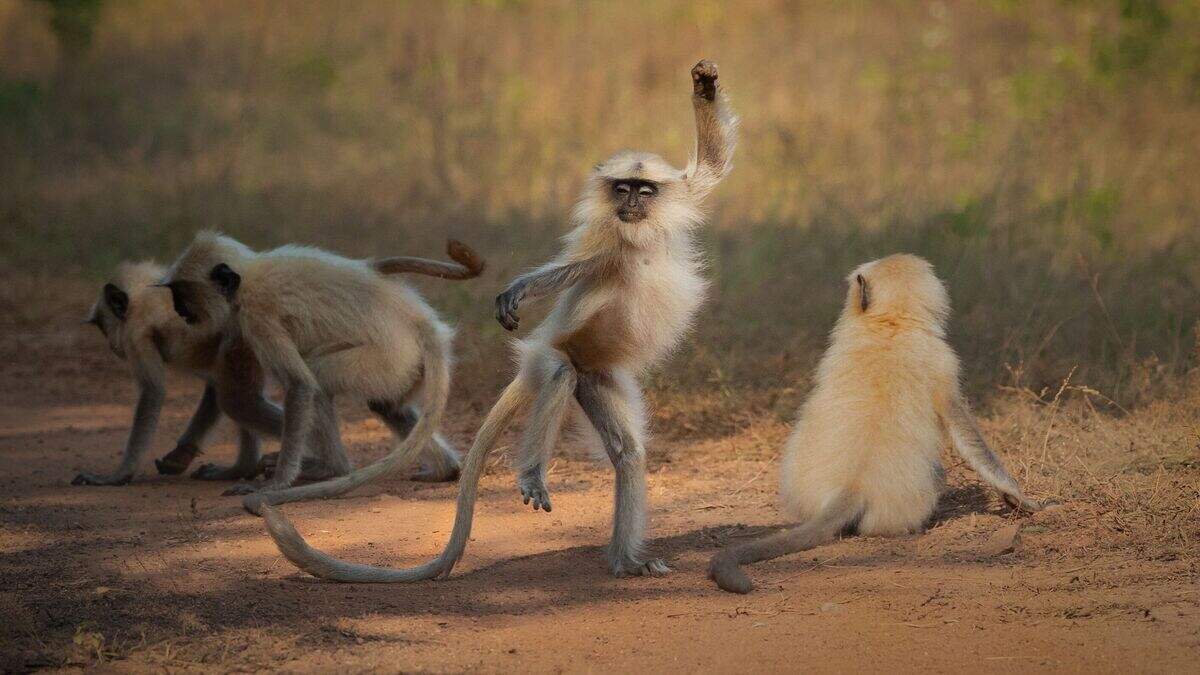 Dancing monkey and raccoon attempting a break-in among wildlife photo ...