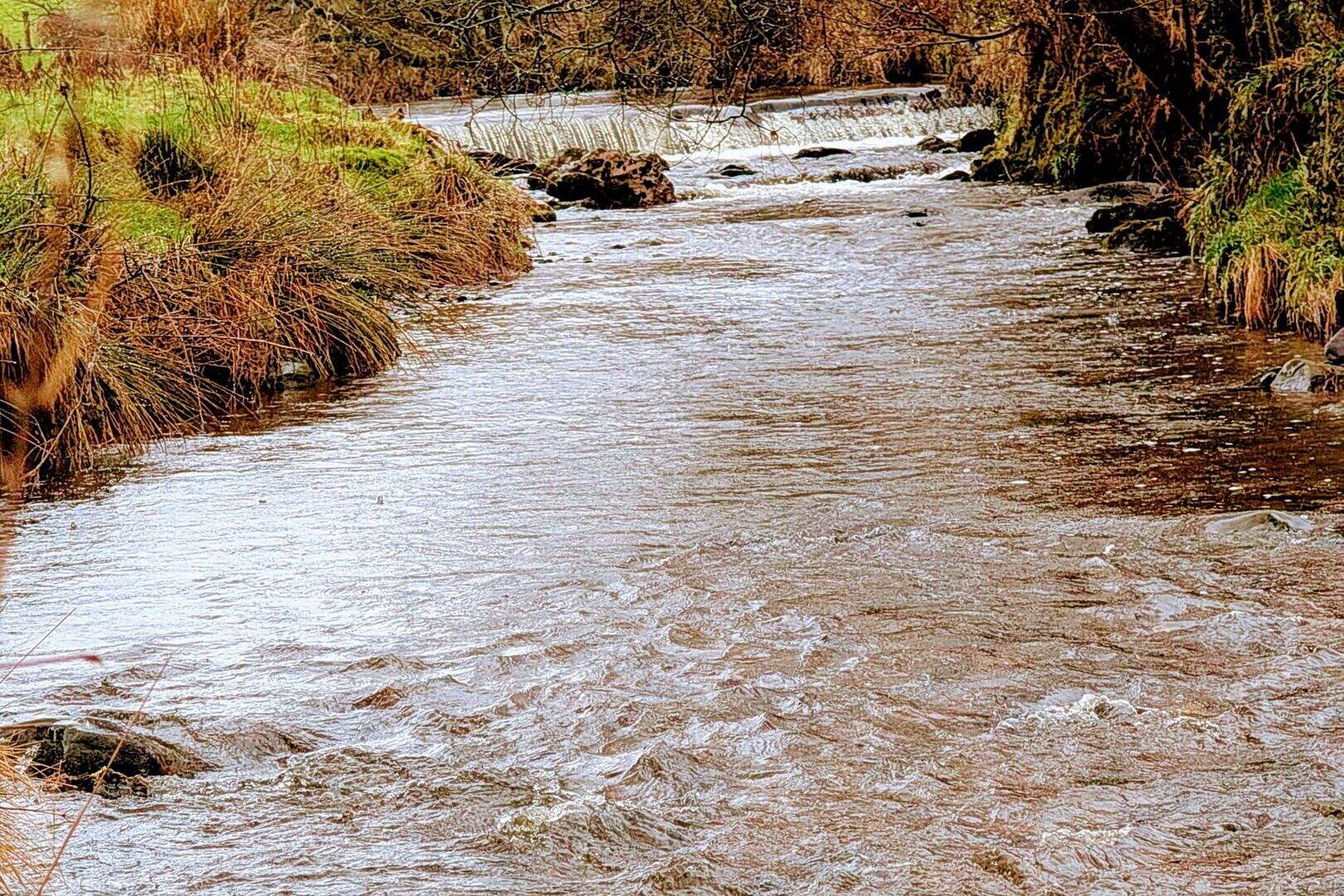 Investigation launched after ‘significant fish kill incident’ in Co ...