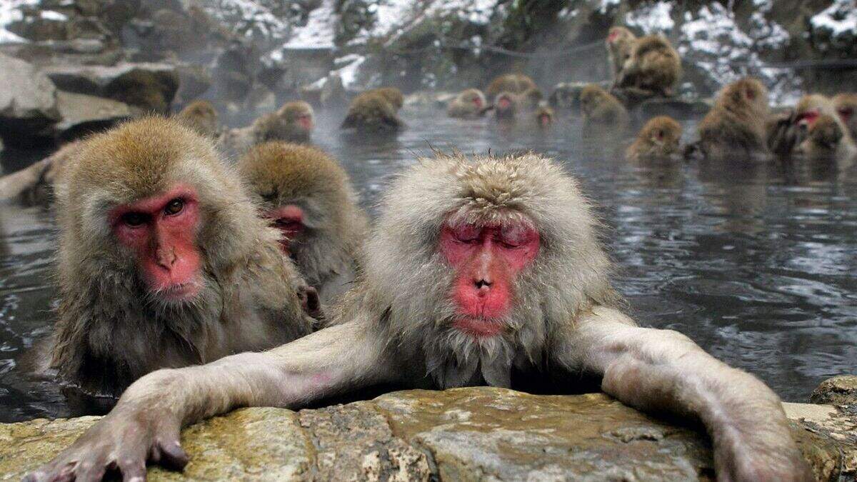 Monkeys enjoy dip in hot springs | Belfast Telegraph