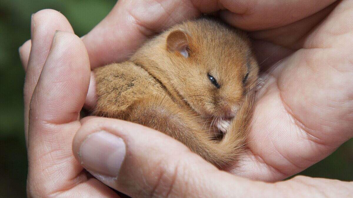 Hazel dormice should be classified as endangered, new research suggests ...