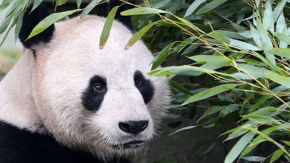 UK’s only male giant panda recovers from operation on tumours | Belfast ...
