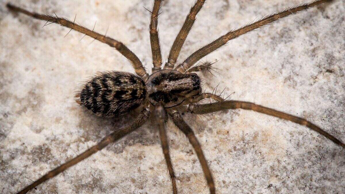 Rare Wood house-spider discovered on Co Antrim cliffs | Belfast Telegraph