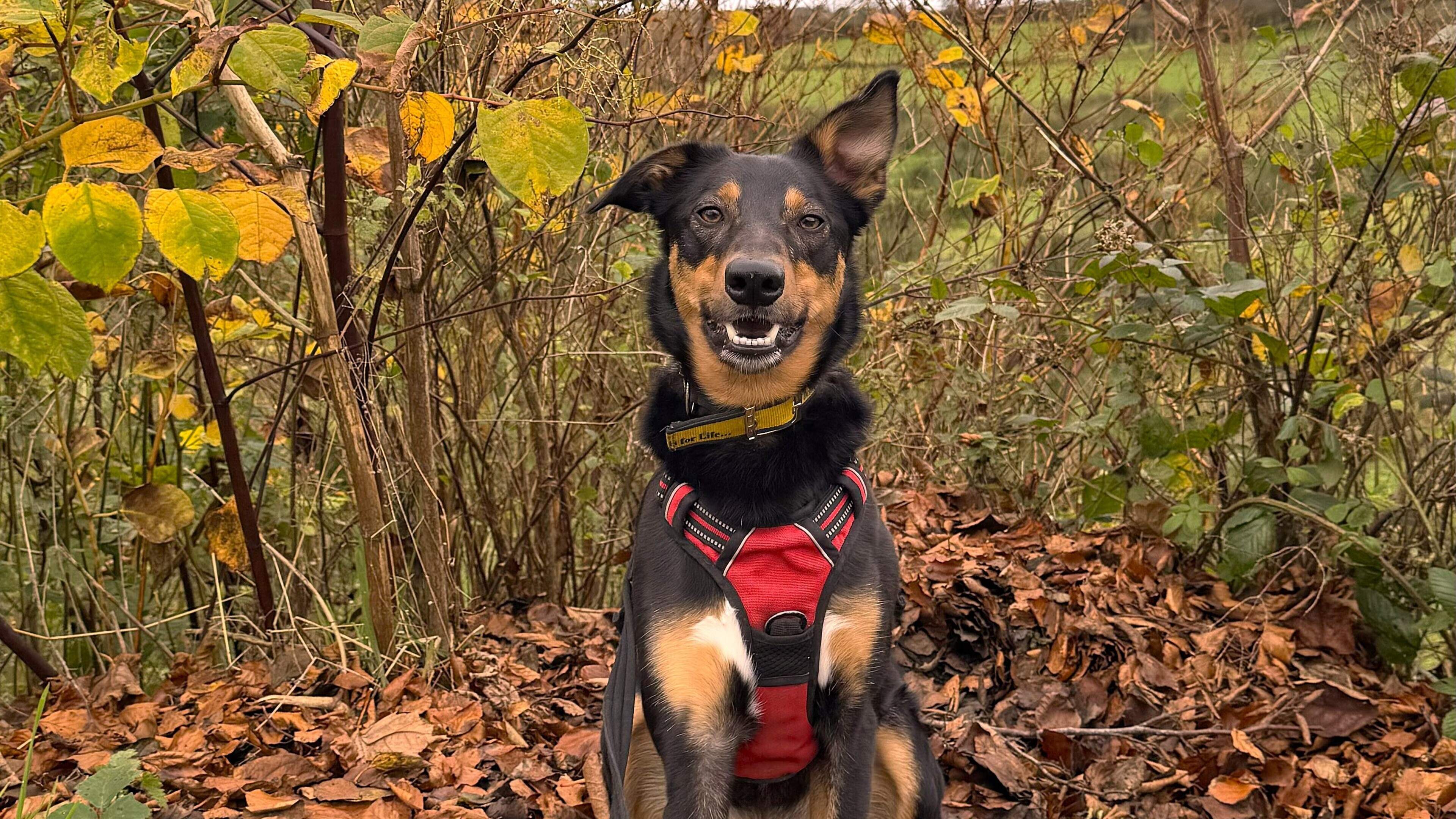 Young Ballymena rescue dog with ‘zest for life’ seeks forever home after 1,000 days in kennel