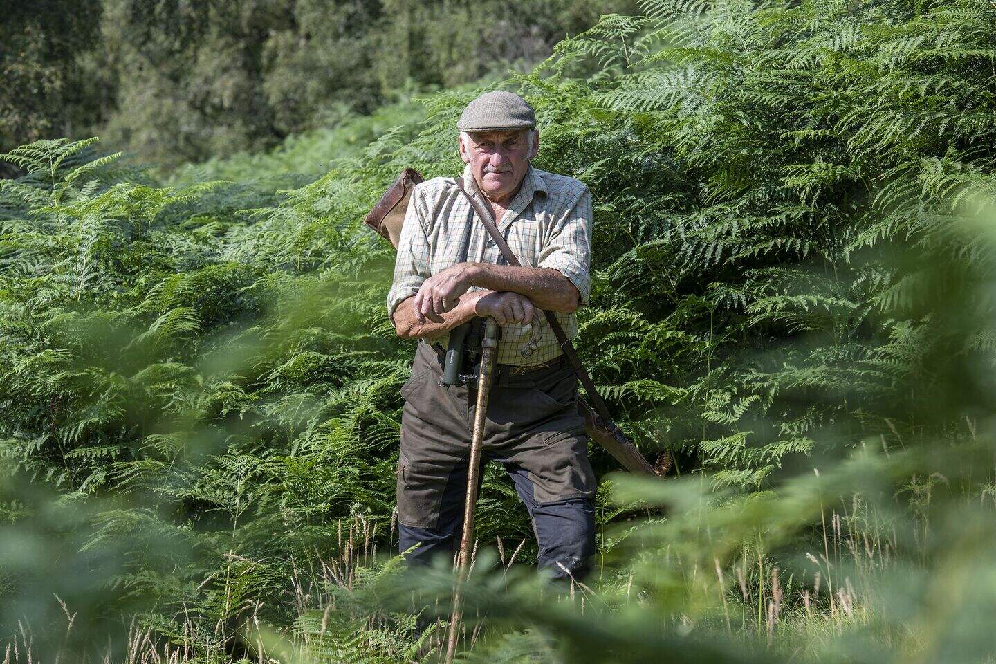 Young deer could starve if mothers shot in controversial cull ...