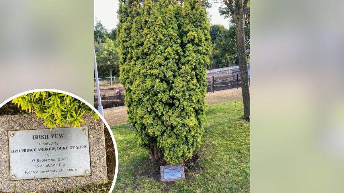 Prince Andrew: Tree planted by royal in Lisburn could be uprooted amid ...
