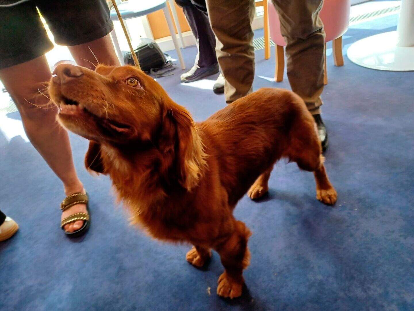 ‘You see people melt or have tears of joy’: How therapy animals are ...
