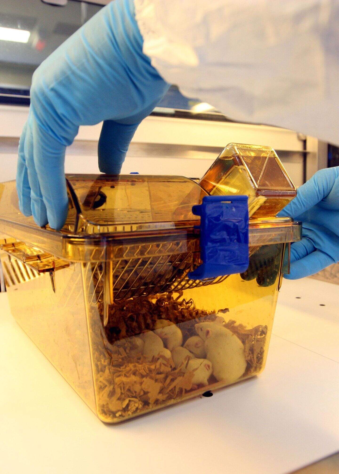 Antibiotics could open door to harmful viruses, scientists claim ...