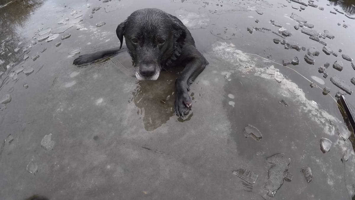 Watch this brave rescue of a Labrador stuck in an icy river | Belfast ...