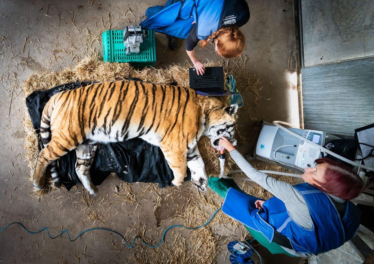 Wildlife park staff ‘relieved’ as Vlad the tiger survives anaesthetic ...