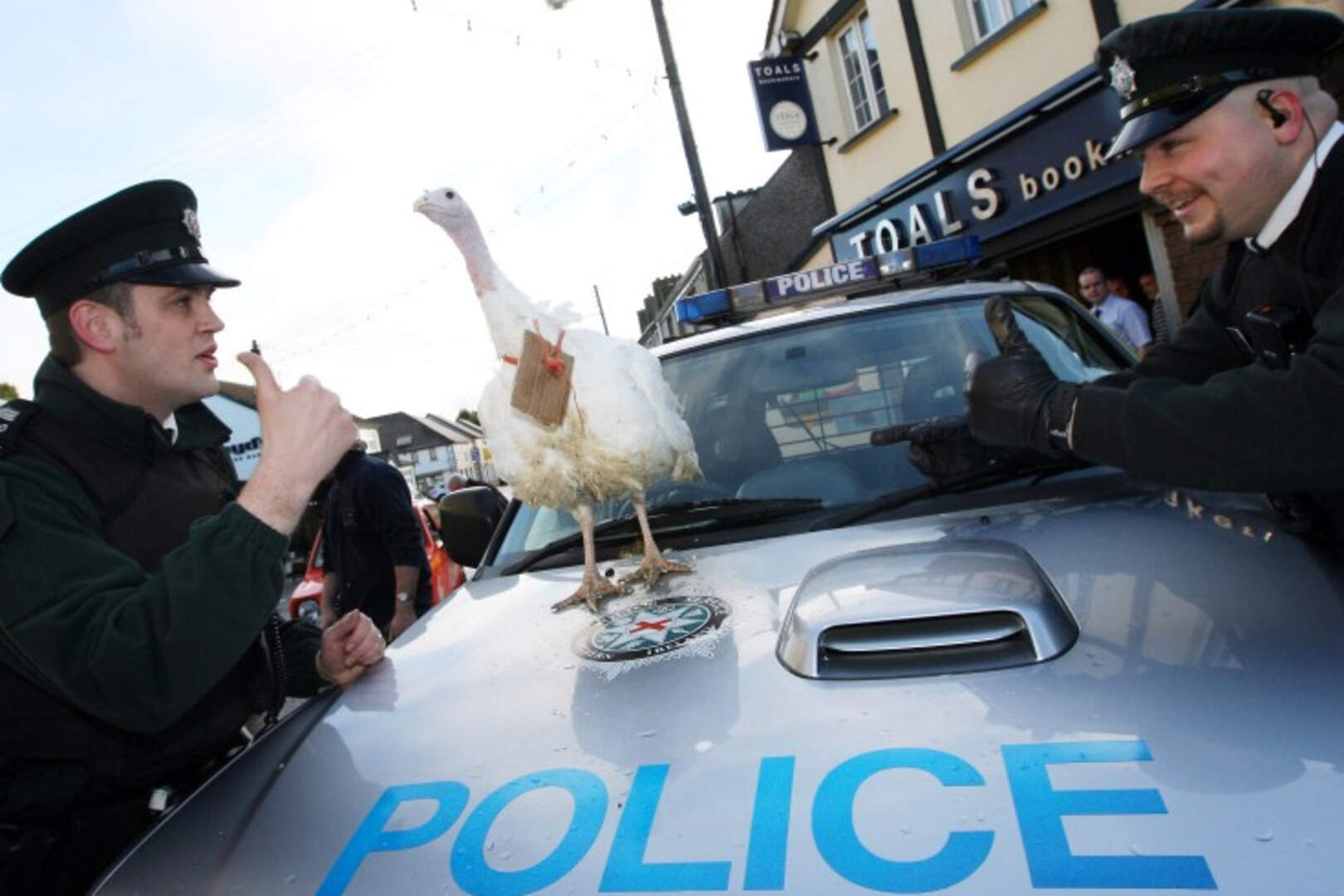 Turkey trot has Parades Commission in a flap | Belfast Telegraph