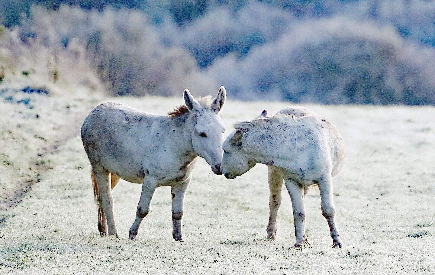 Why a donkey may have been the perfect choice for Mary’s journey to ...