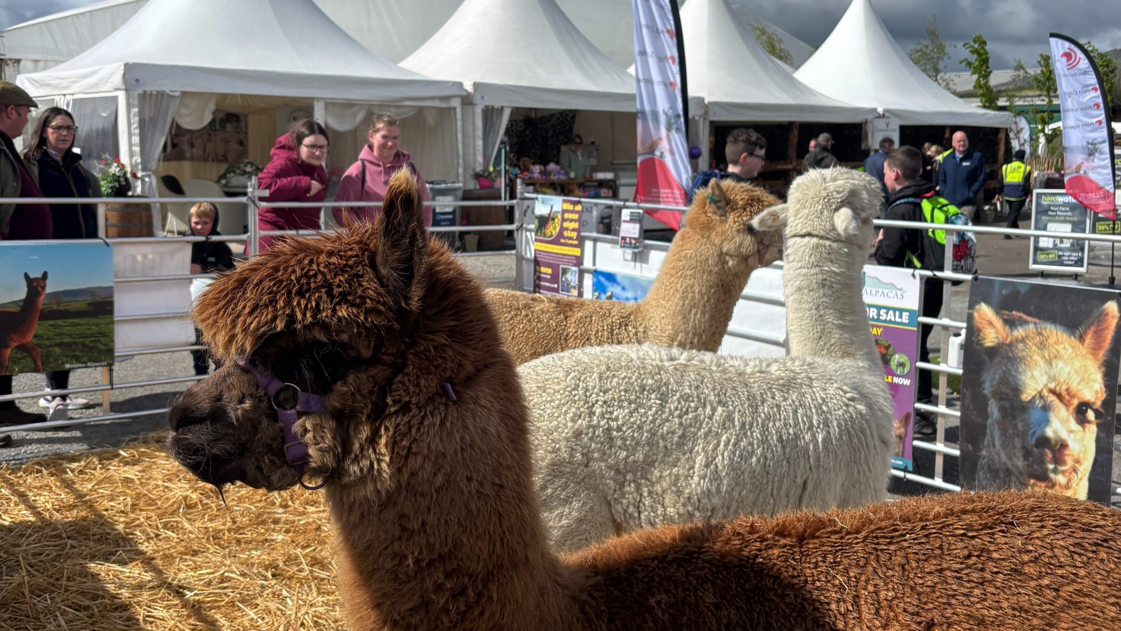 ‘The buzz is good’: High spirits on day two of Balmoral Show as crowds flock to farming extravaganza